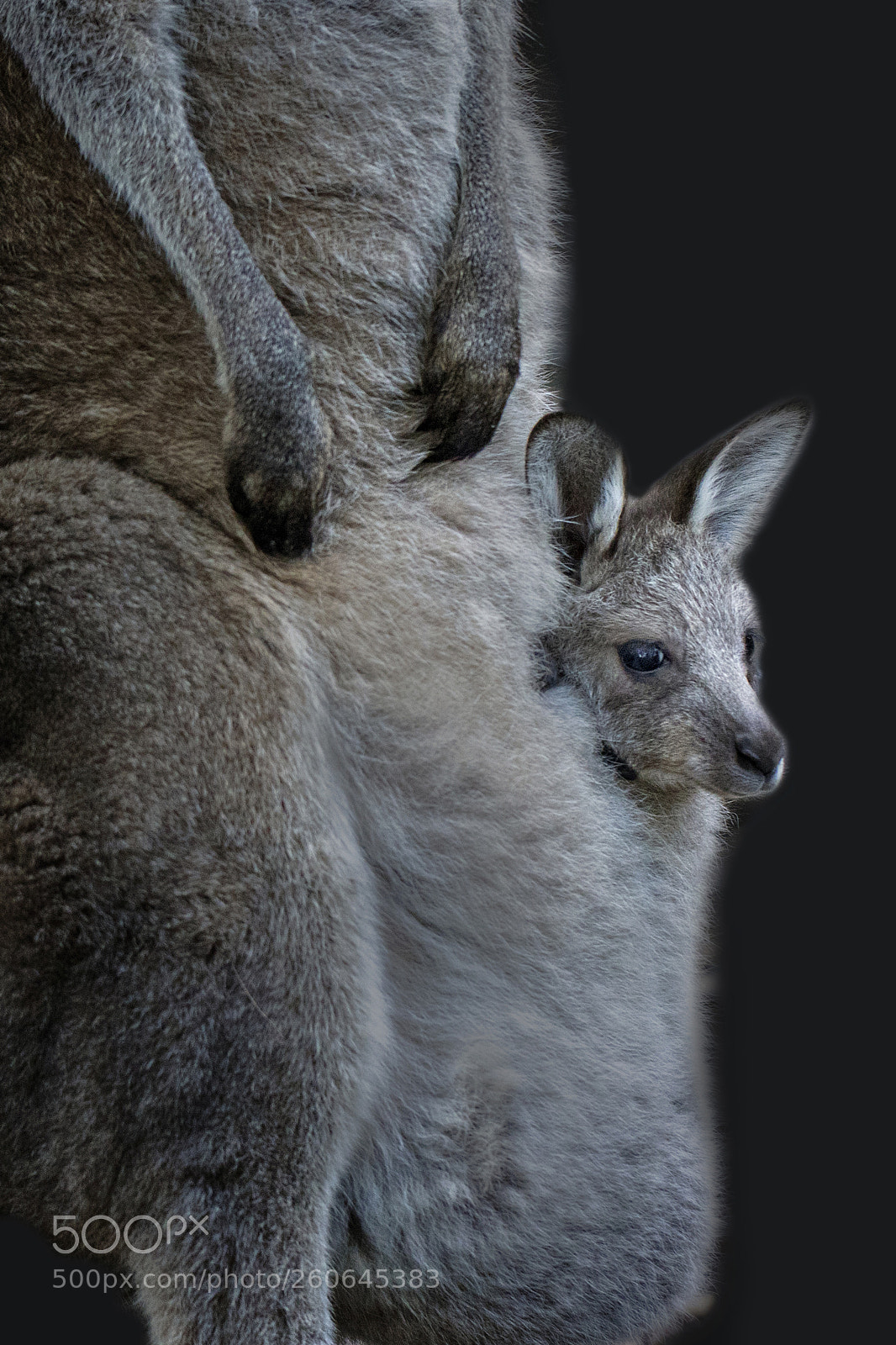 Canon EOS 7D Mark II sample photo. Baby kanguru photography
