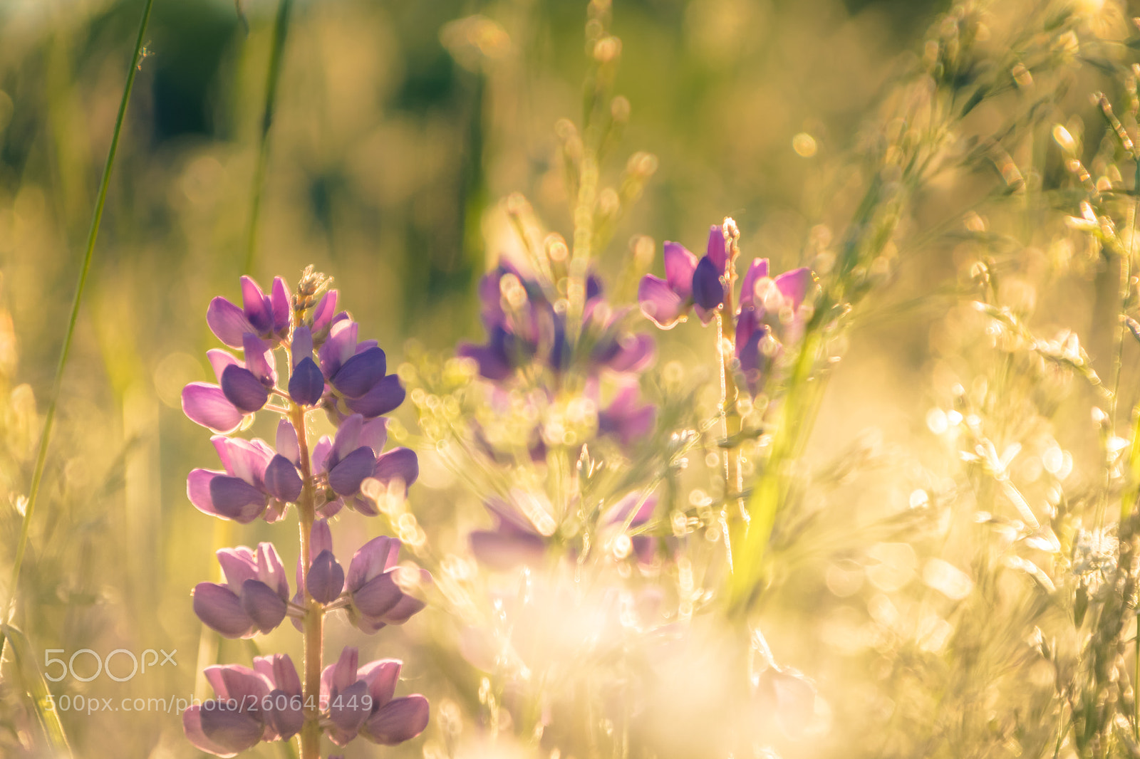 Nikon D3300 sample photo. Summer photography