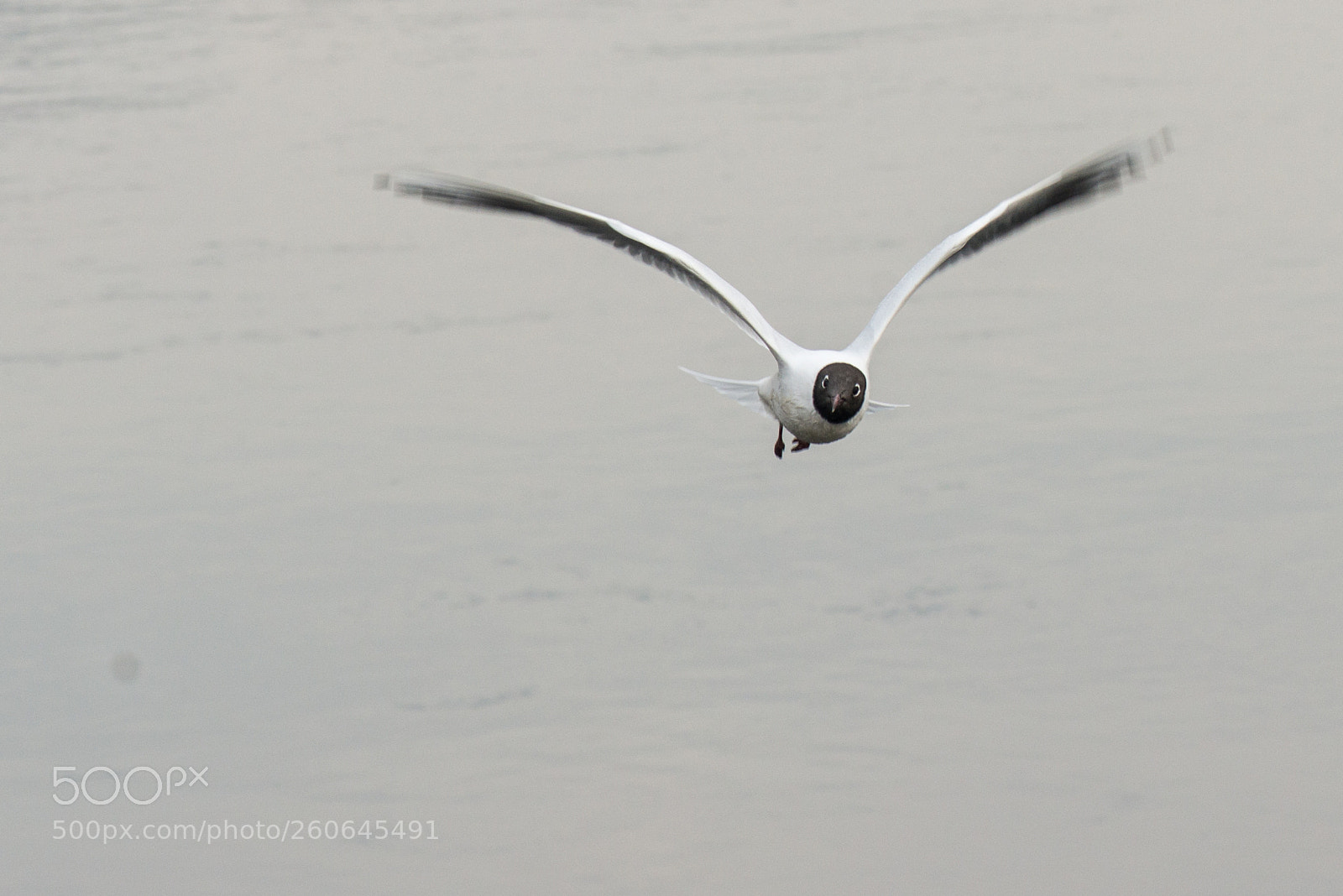 Nikon D800E sample photo. Gull photography