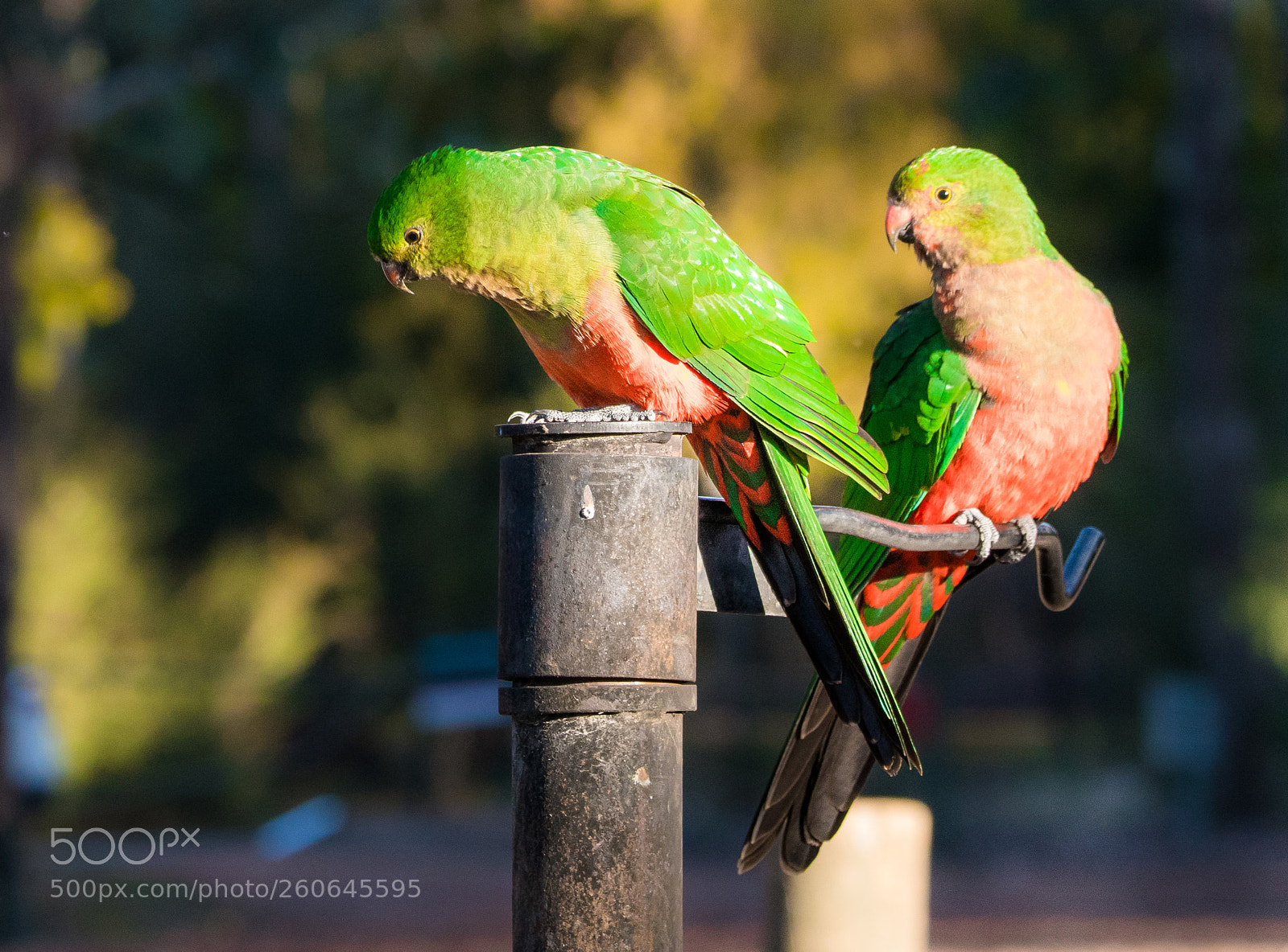 Sony a7R II sample photo. Happy couple photography