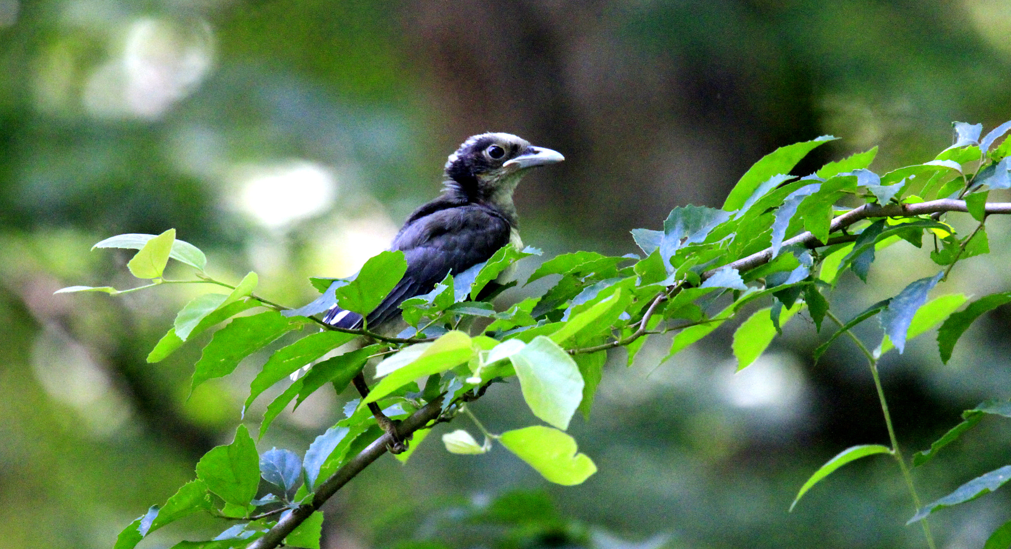 Canon EOS 7D sample photo. Nestling photography