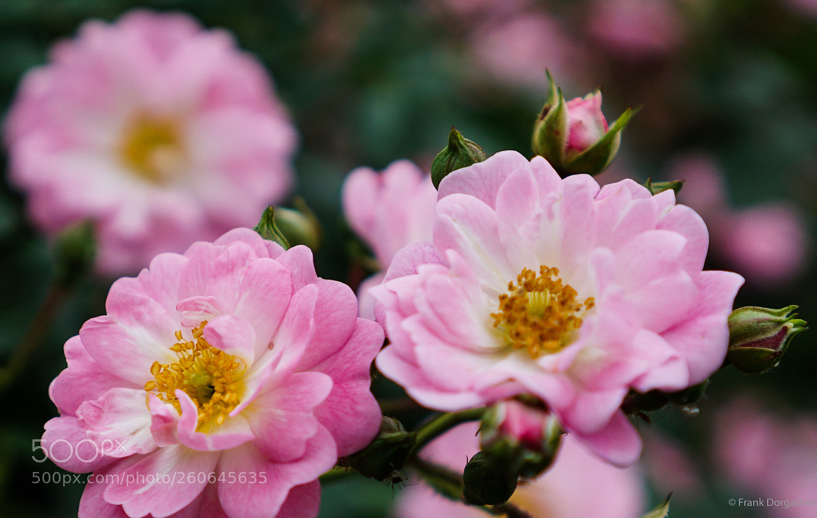 Sony a6000 sample photo. Still springtime photography