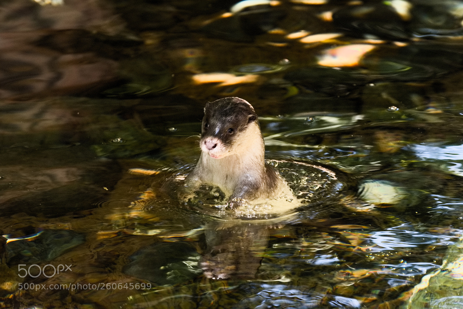 Nikon D810 sample photo. Cute monster in the photography