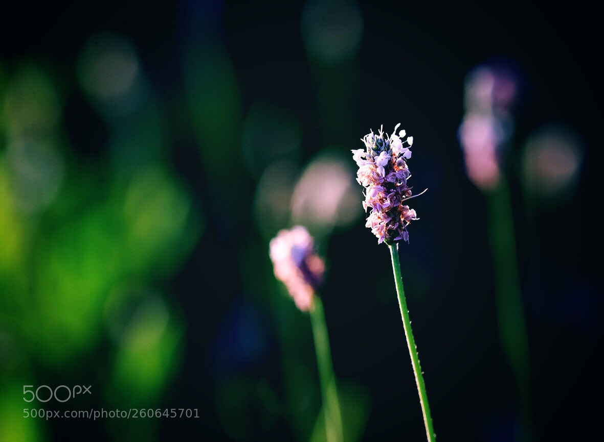 Canon EOS-1D X sample photo. Untitled photography