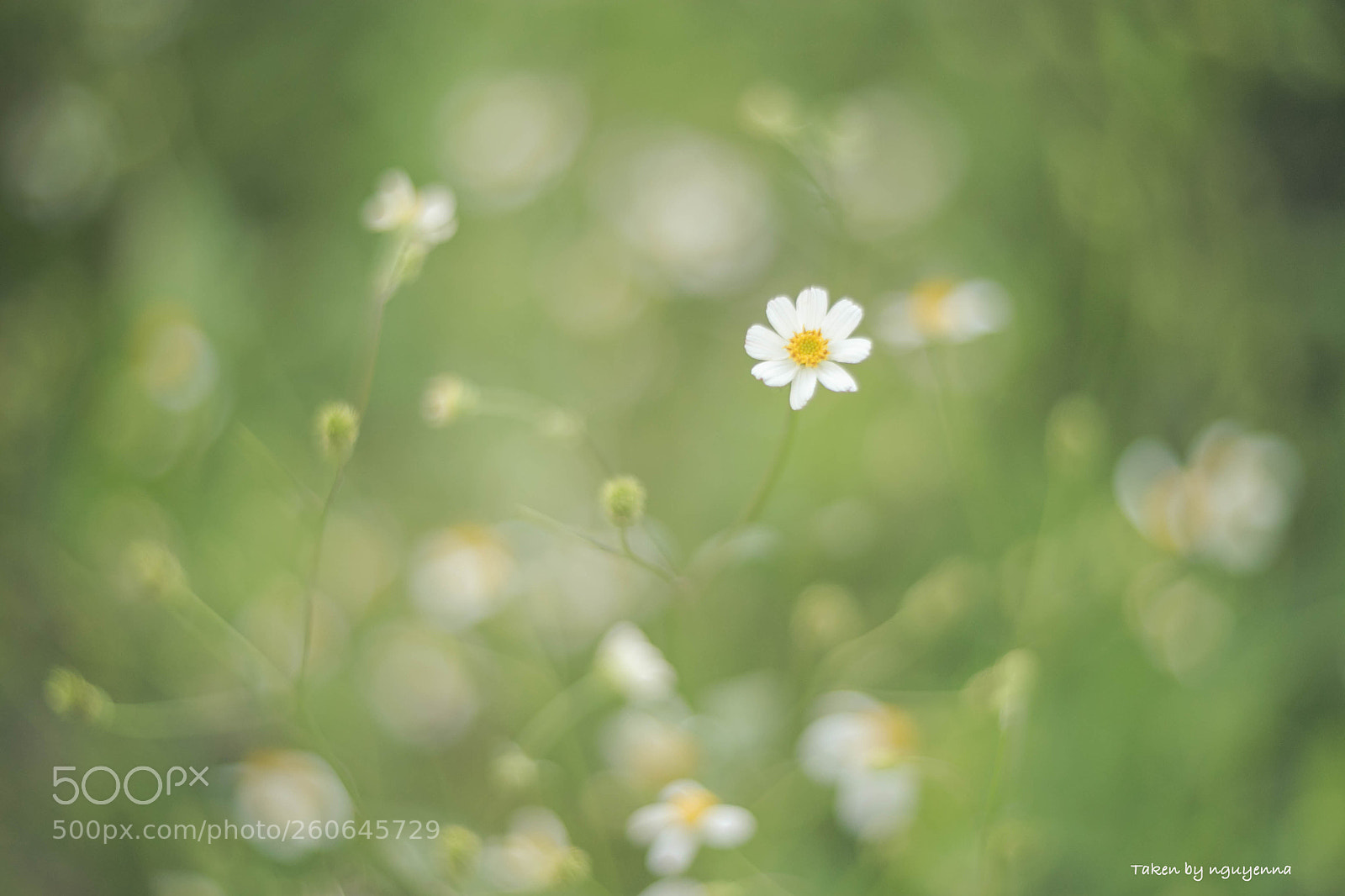 Canon EOS 6D sample photo. Alone photography
