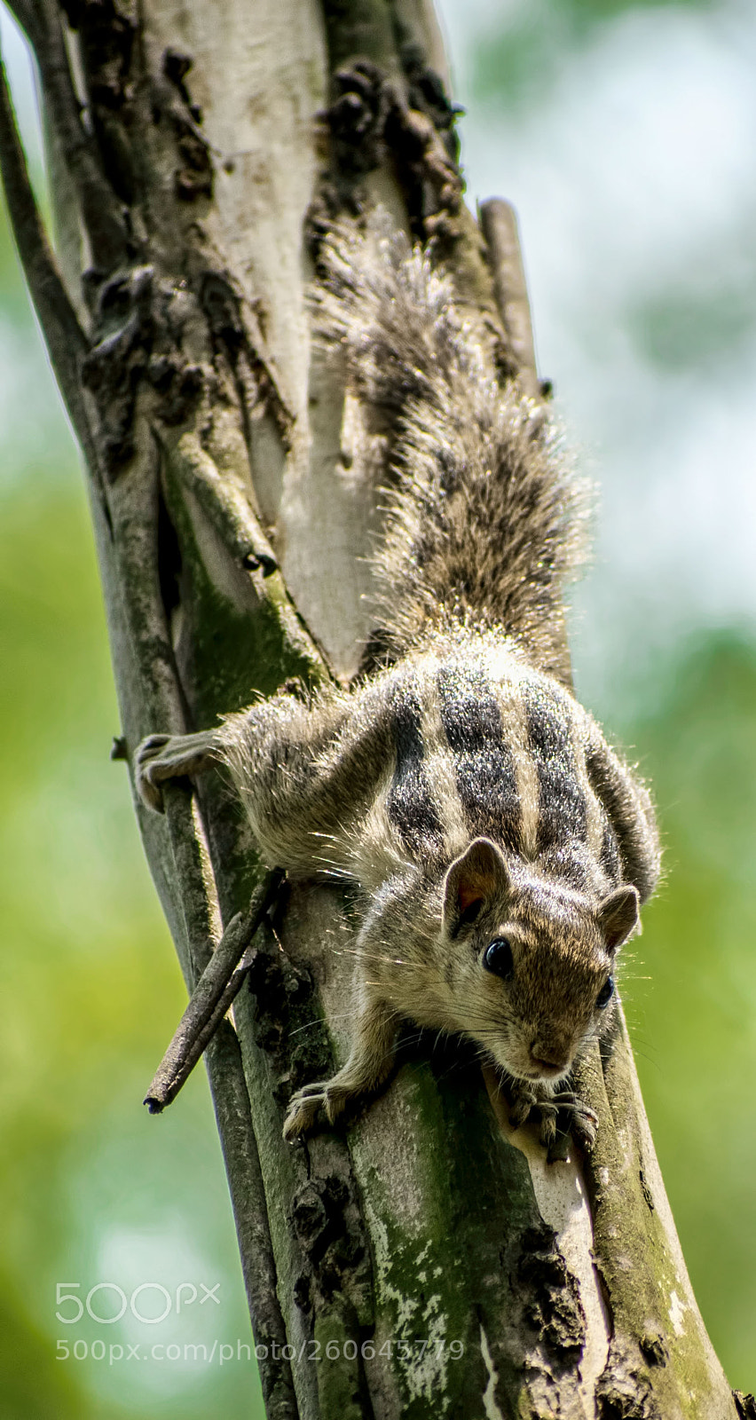 Nikon D5500 sample photo. Squirrel photography