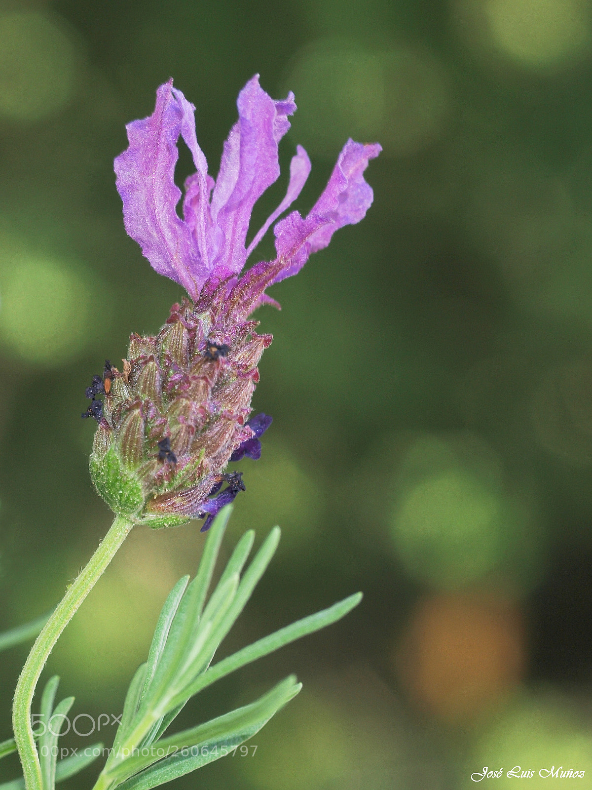 Olympus E-3 sample photo. Flor de lavanda photography