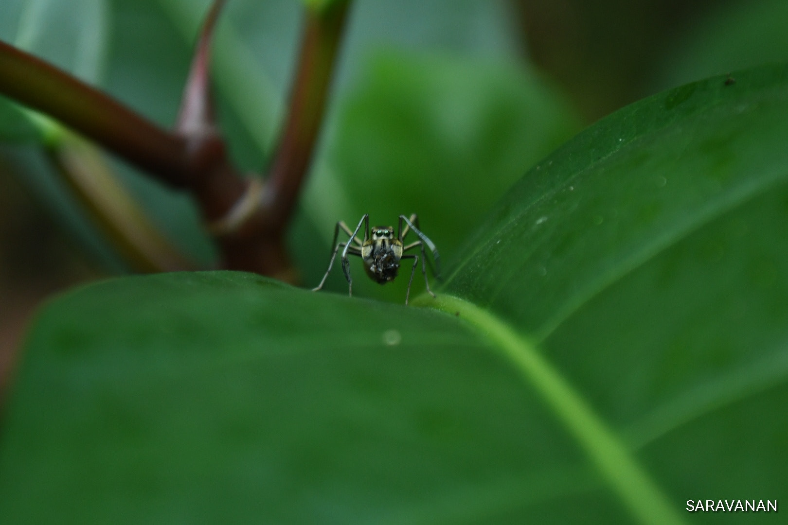 Nikon D500 sample photo