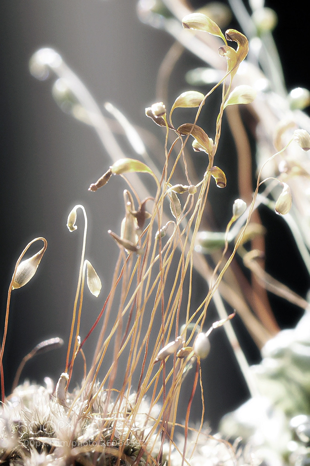 Sony Alpha DSLR-A700 sample photo. Moss abstract photography