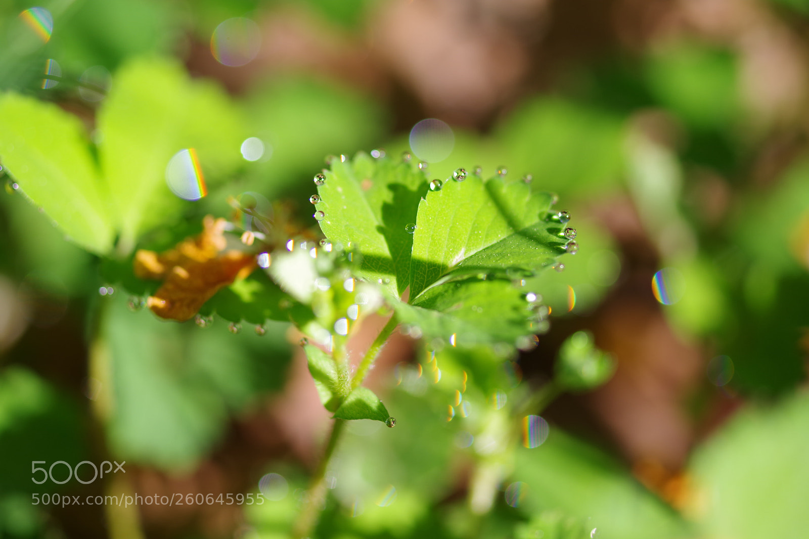 Pentax K-70 sample photo. Untitled photography