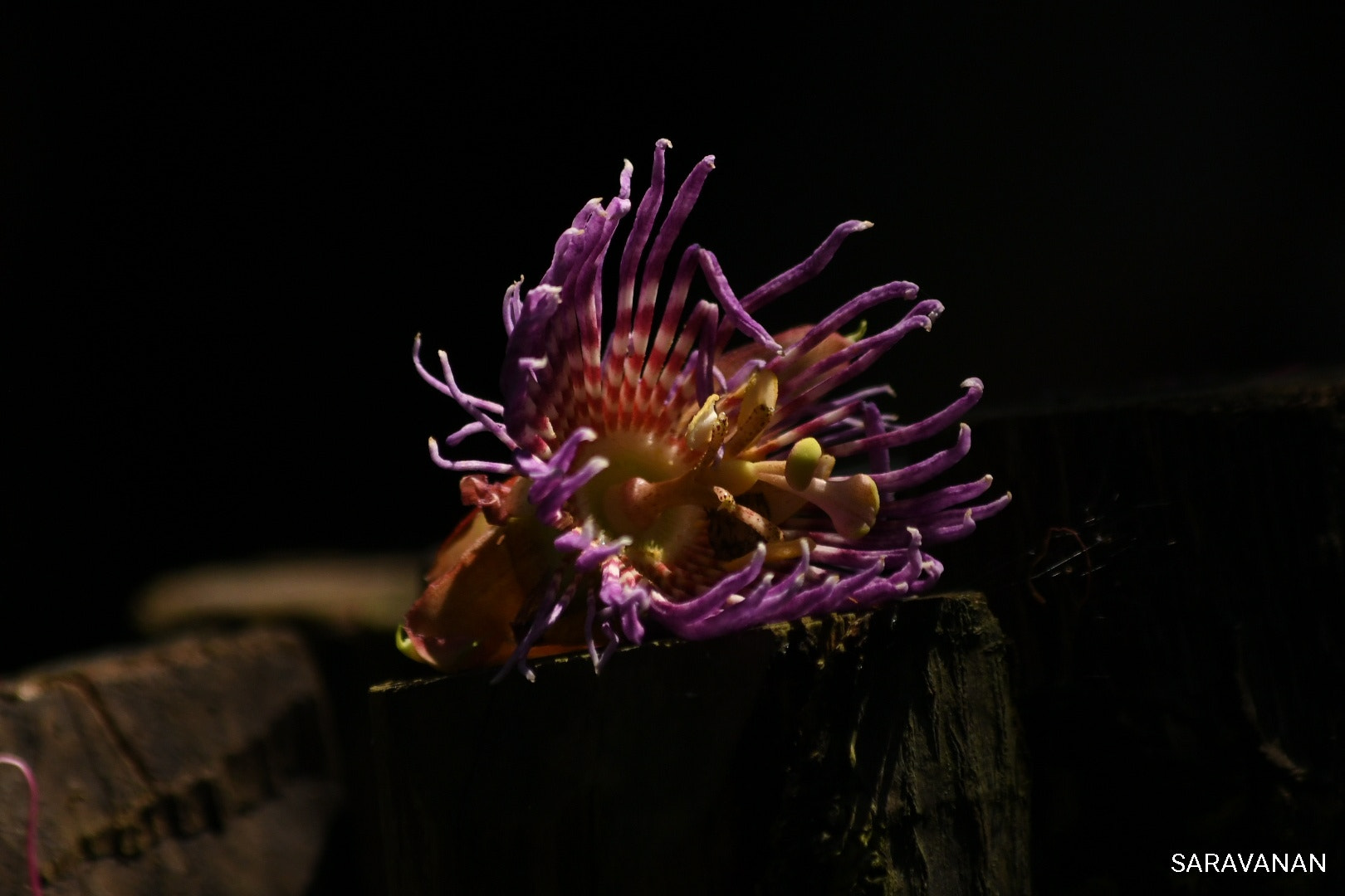 Nikon D500 sample photo