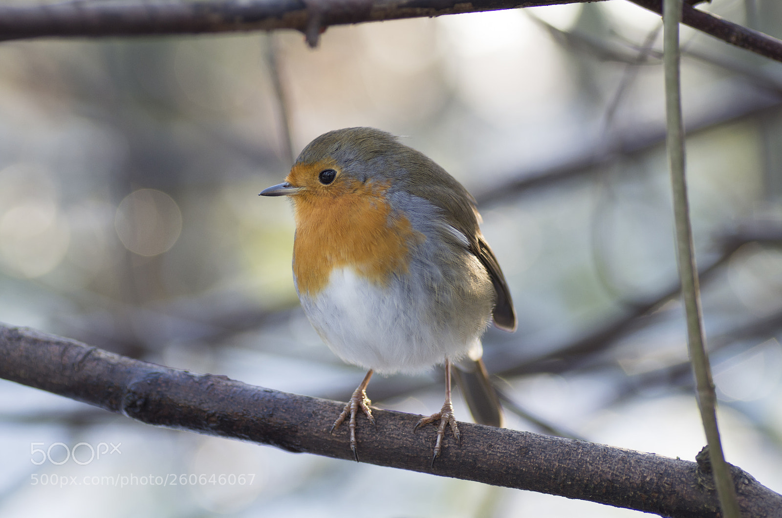 Pentax K-30 sample photo. Robin in snow photography