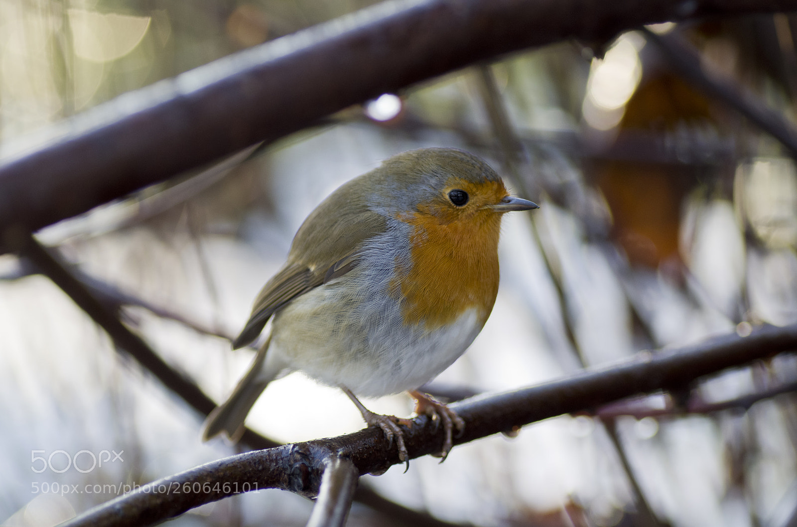 Pentax K-30 sample photo. Robin in snow photography