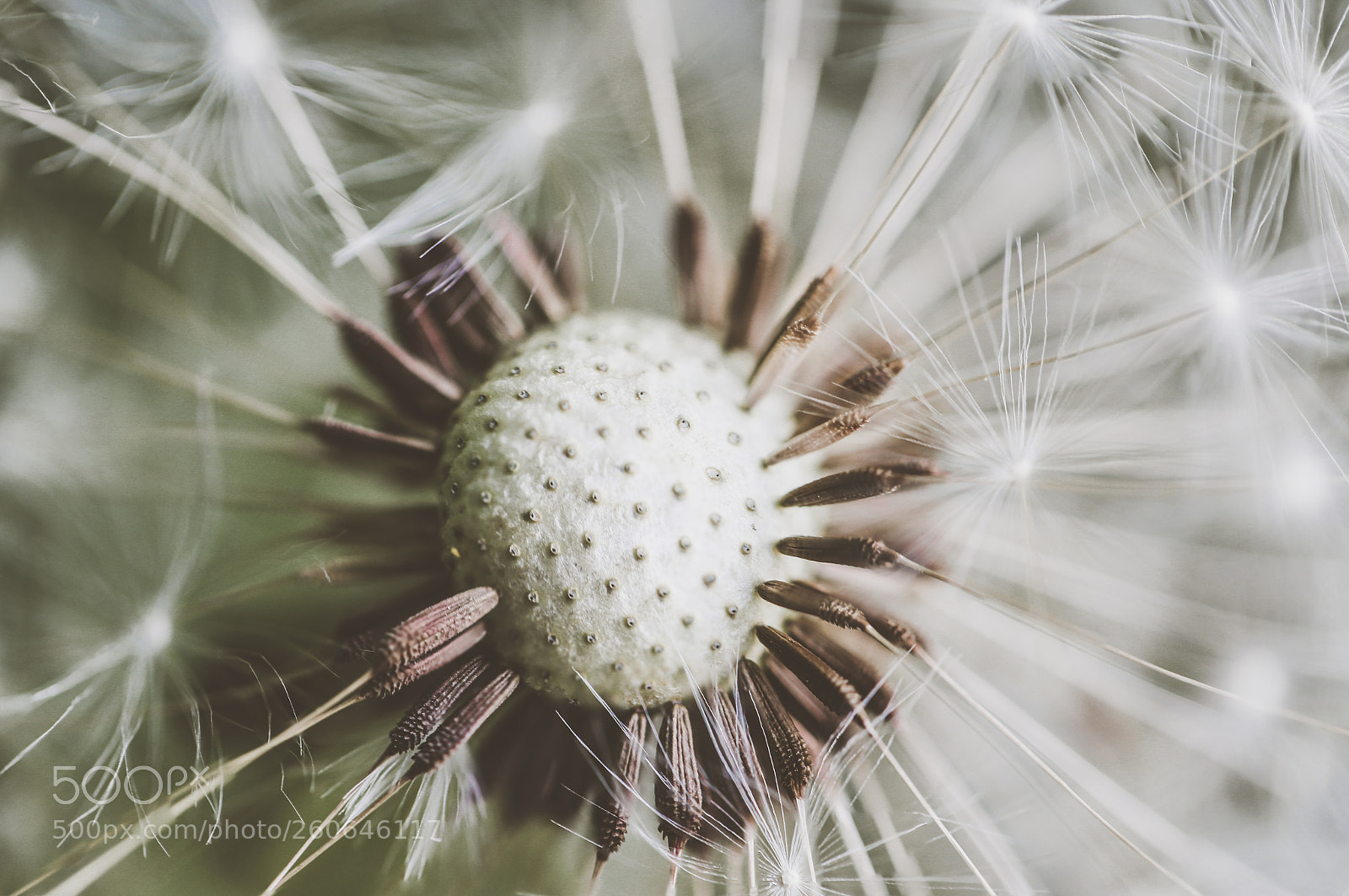 Canon EOS 6D sample photo. Dandelion... photography