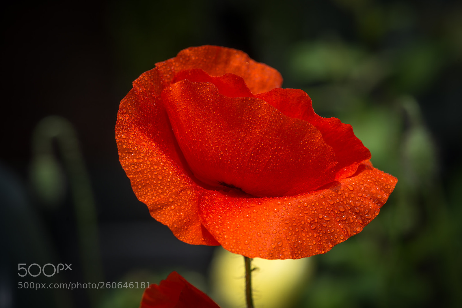 Nikon D800 sample photo. Red poppy photography