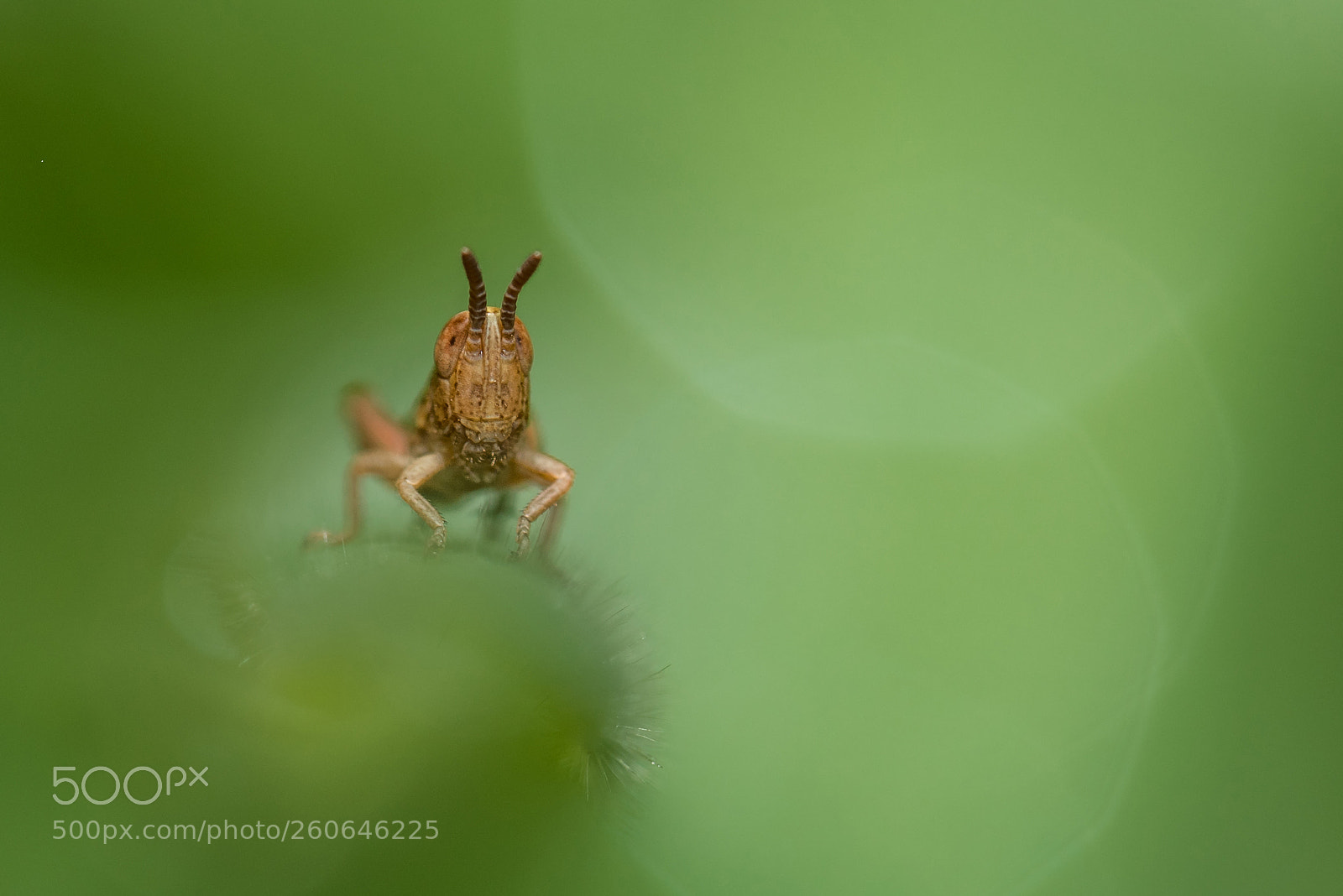 Nikon D810 sample photo. Just hanging around... photography
