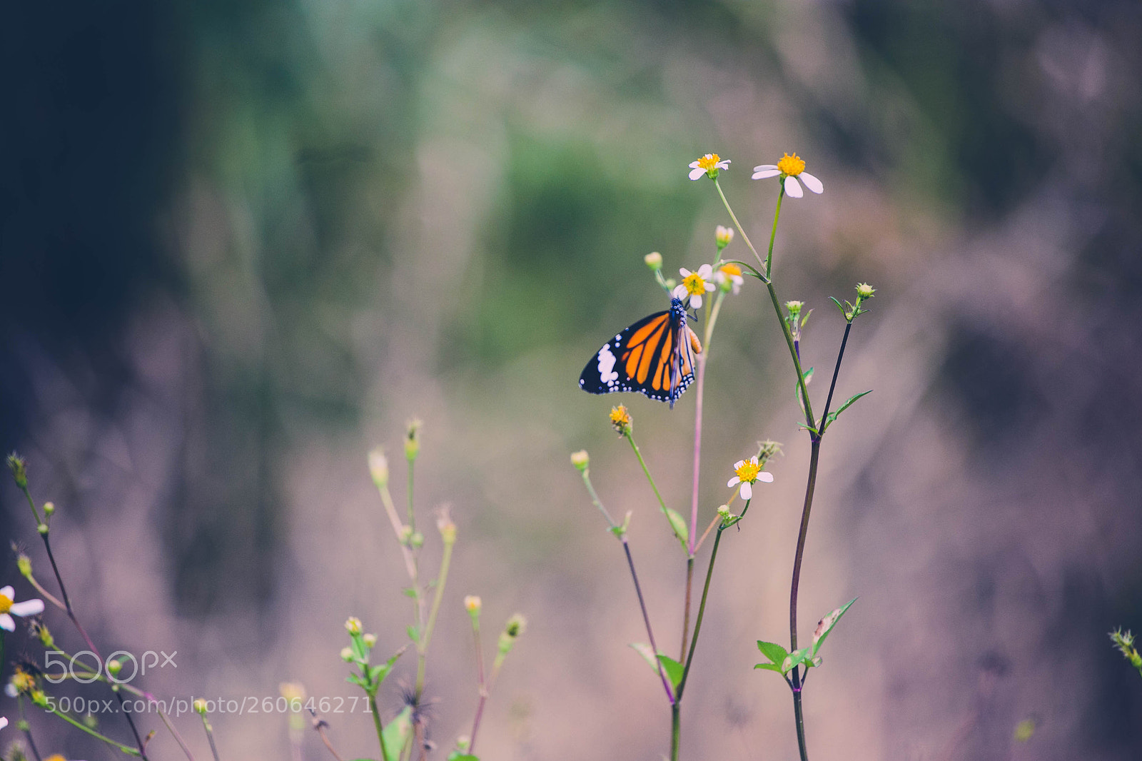 Canon EOS 6D sample photo. Butterfly photography