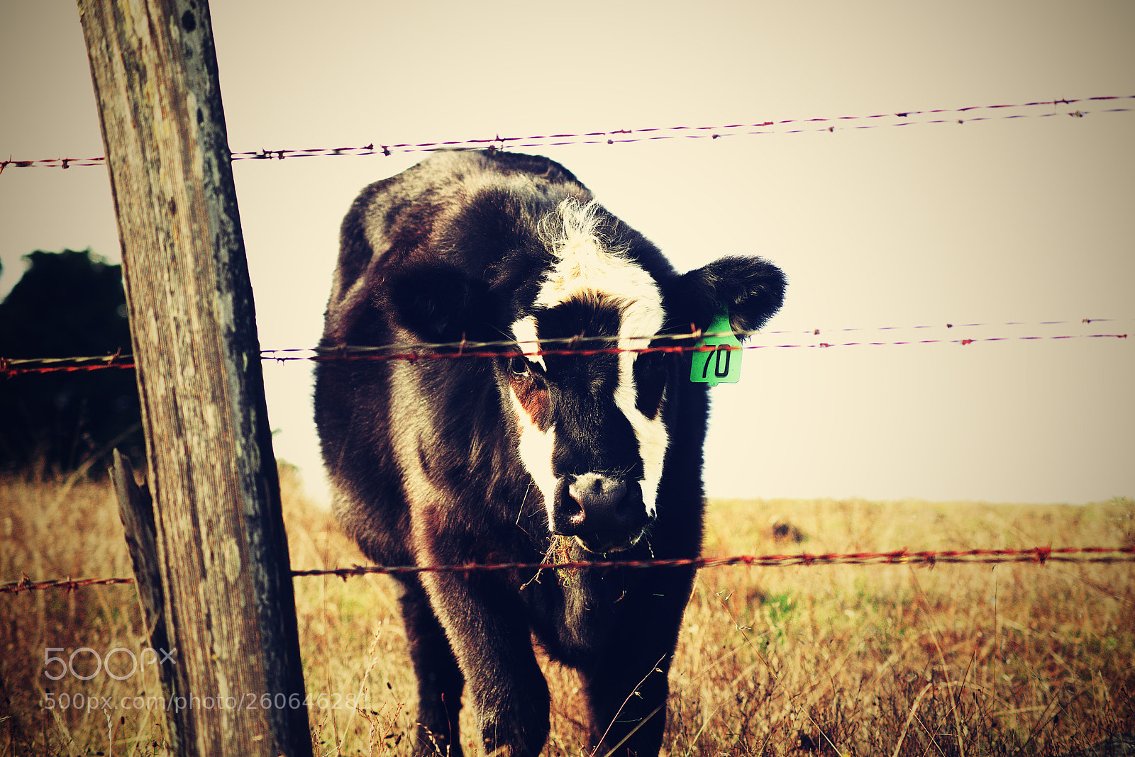 Nikon D810 sample photo. No. 70 photography