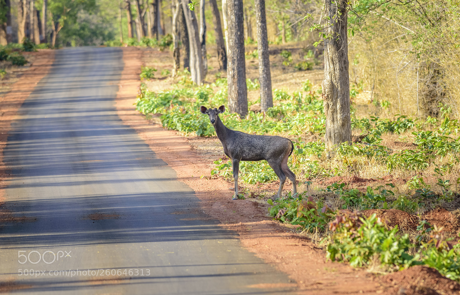 Nikon D7200 sample photo. A sambar deer by photography