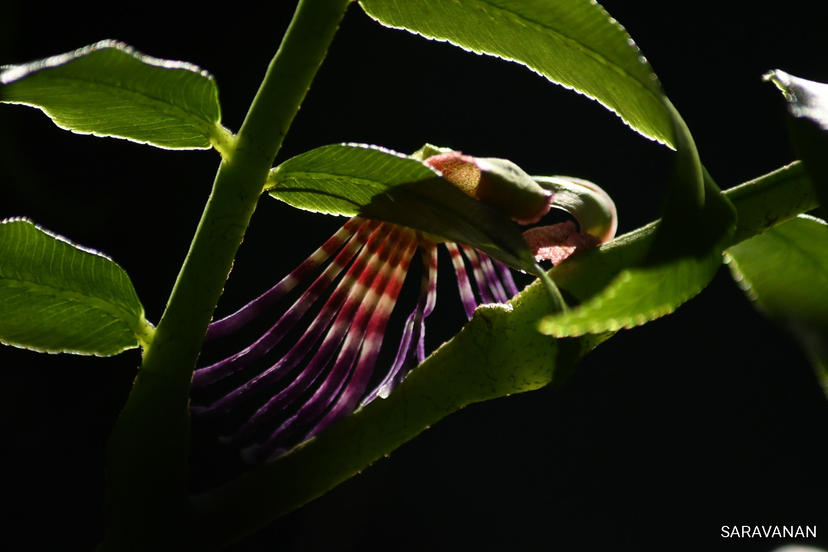 Nikon D500 sample photo