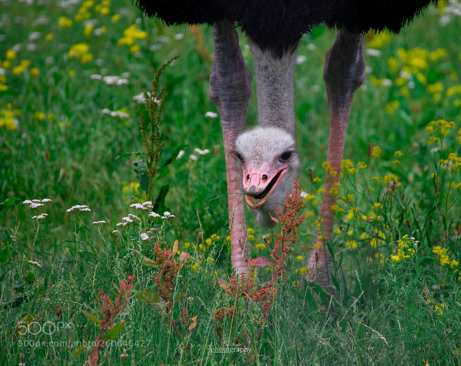 Nikon D610 sample photo. Ostrich photography