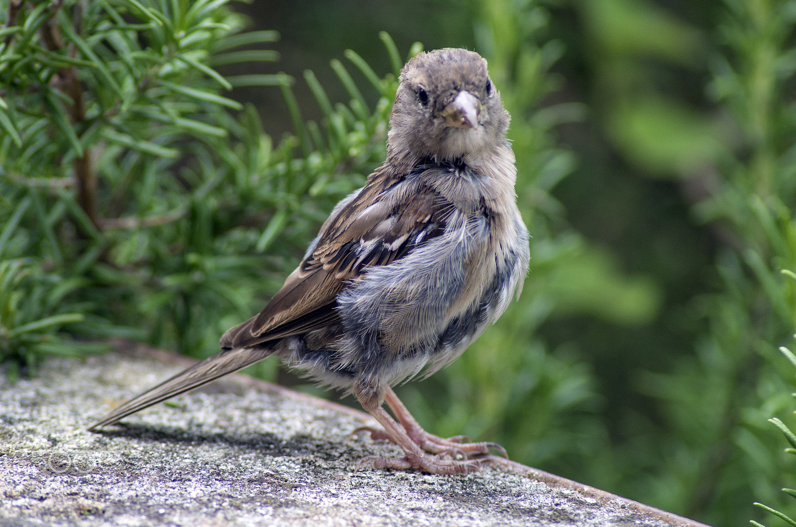 Pentax K-30 sample photo. Sparrow on wall photography