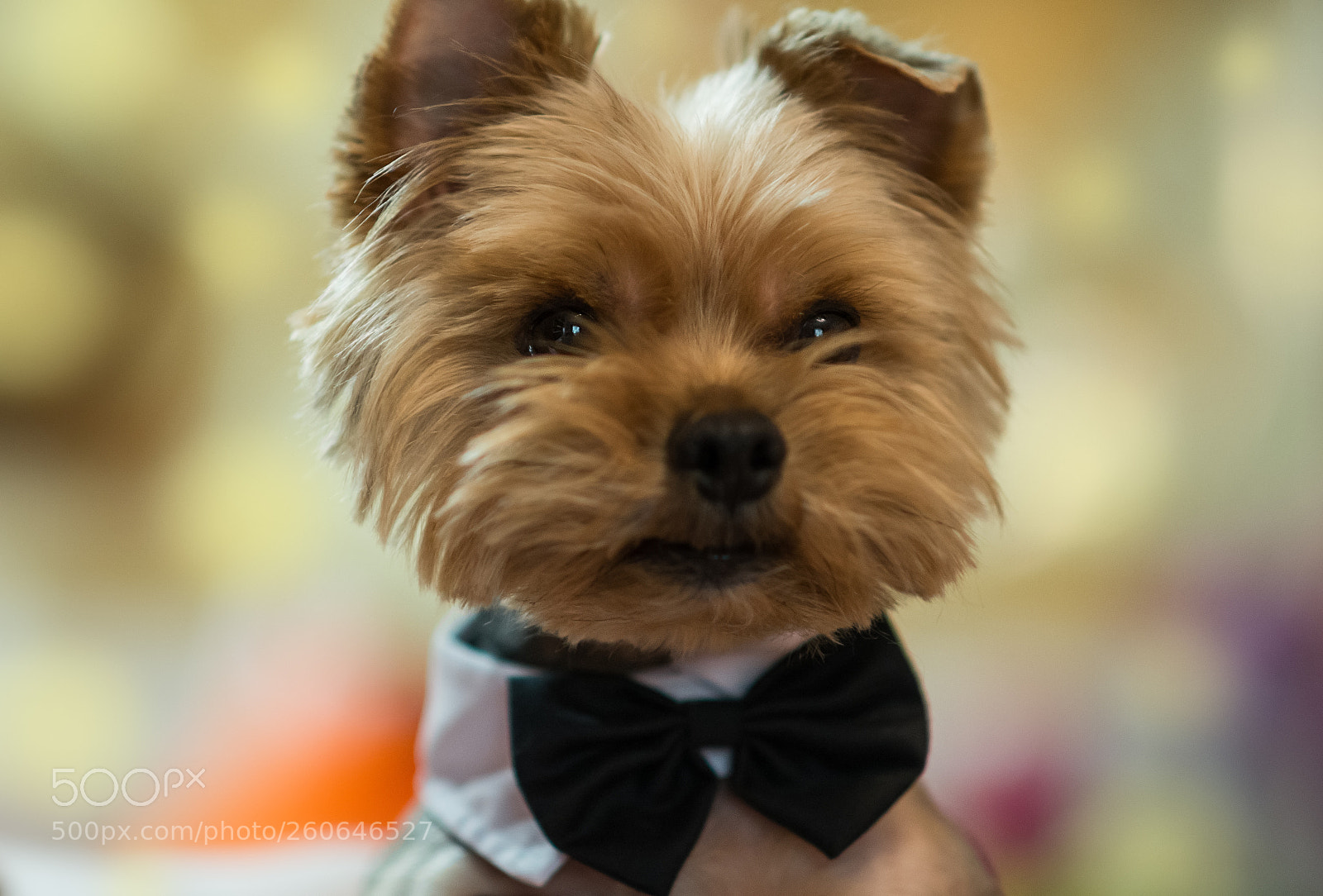 Nikon D610 sample photo. Beyefendi photography