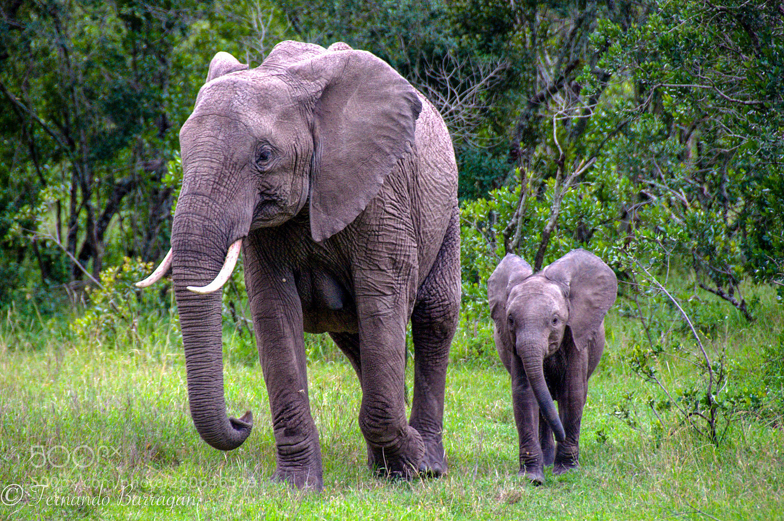 Nikon D300 sample photo. Elefante madre e hijo photography