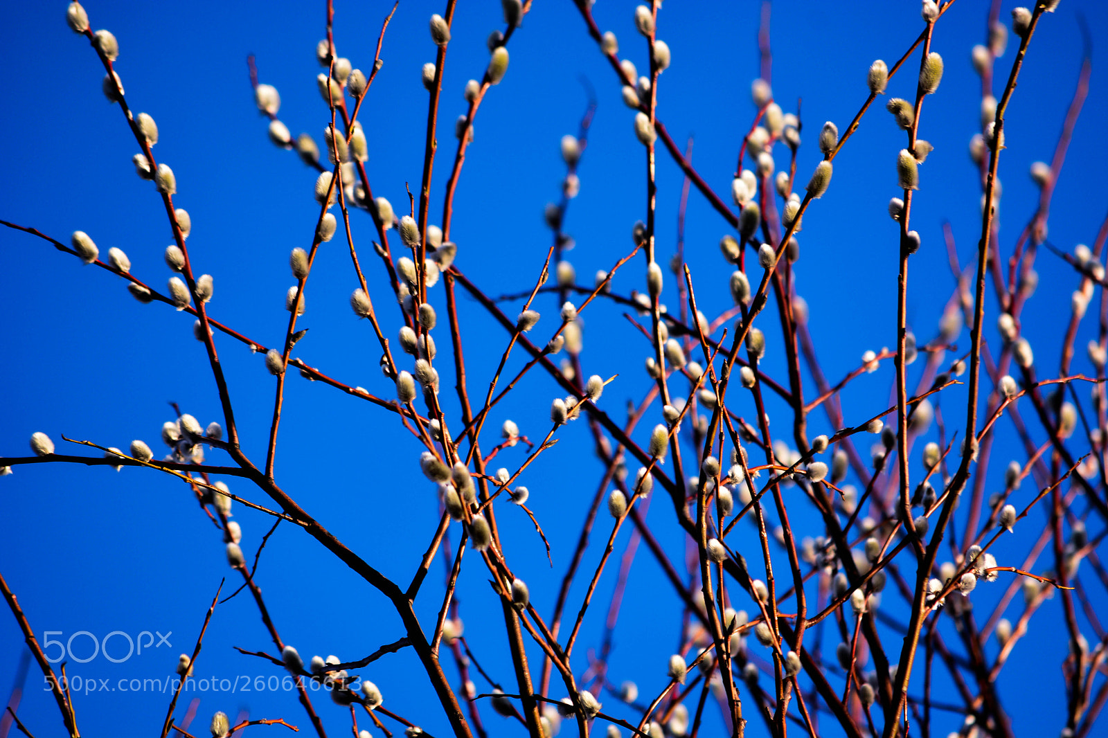 Nikon D5200 sample photo. Verba photography