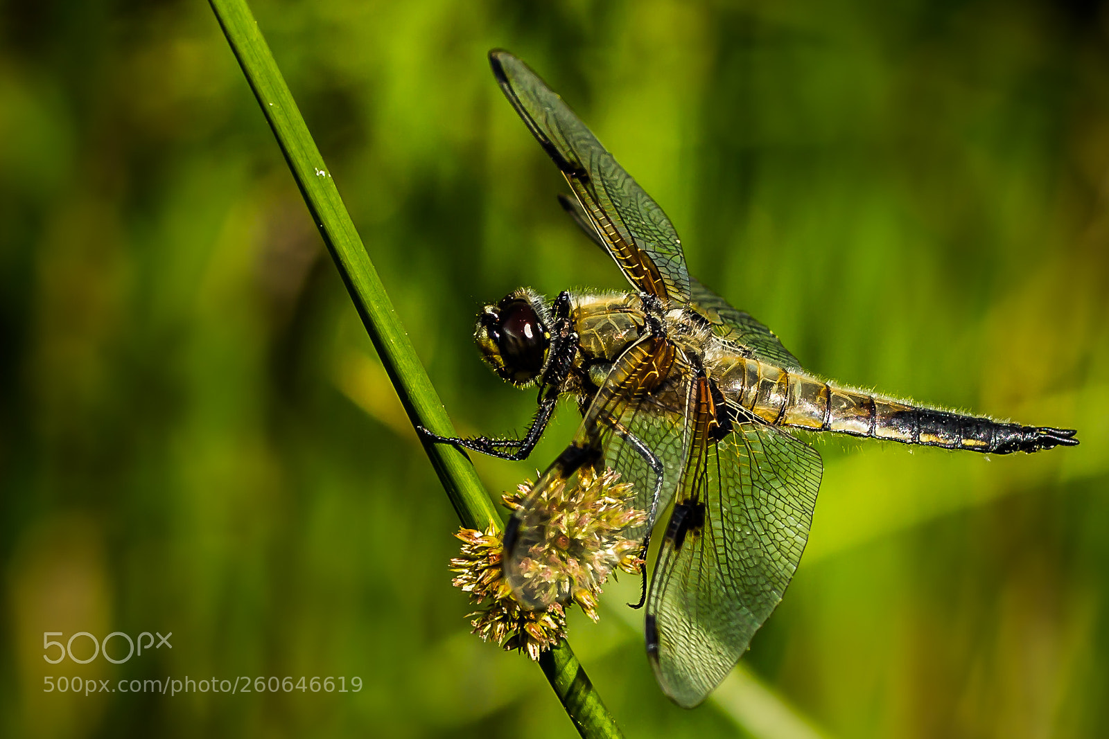 Canon EOS 60D sample photo. Libelle photography
