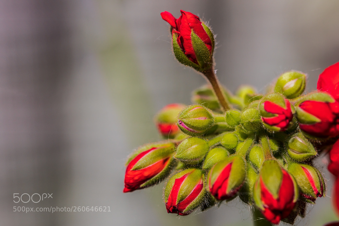 Canon EOS 5D Mark IV sample photo. Bald bl hen sie photography