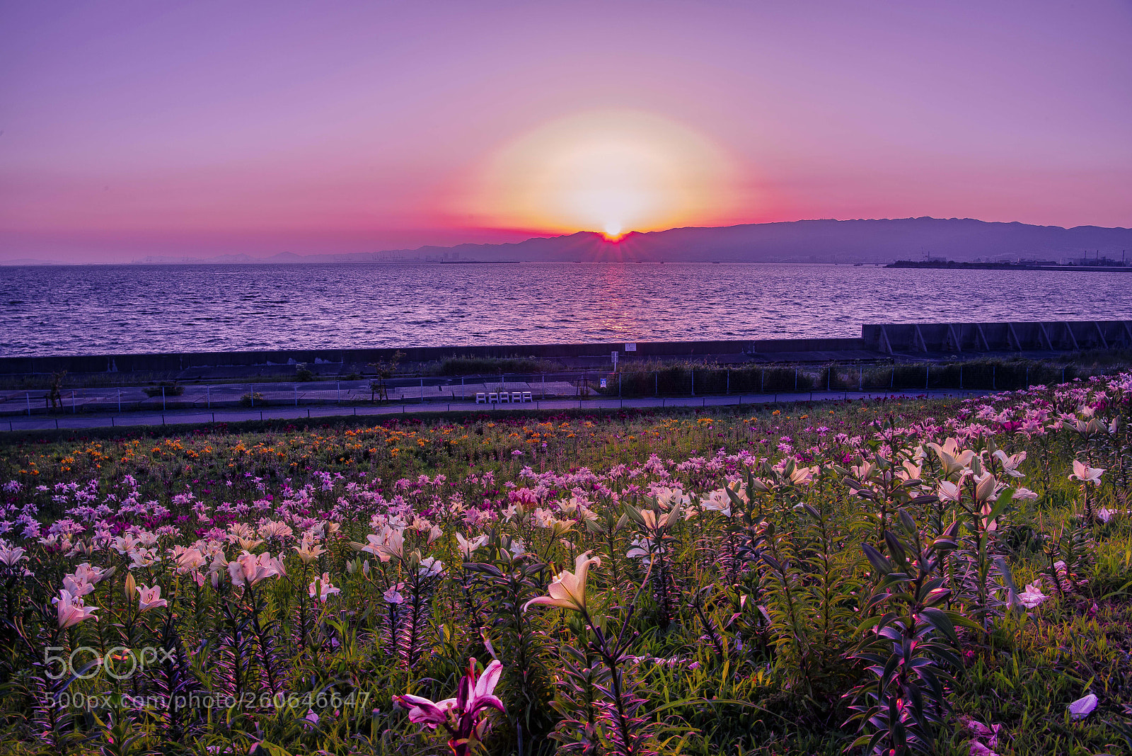Nikon D800E sample photo. Sunset of maisima osaka photography