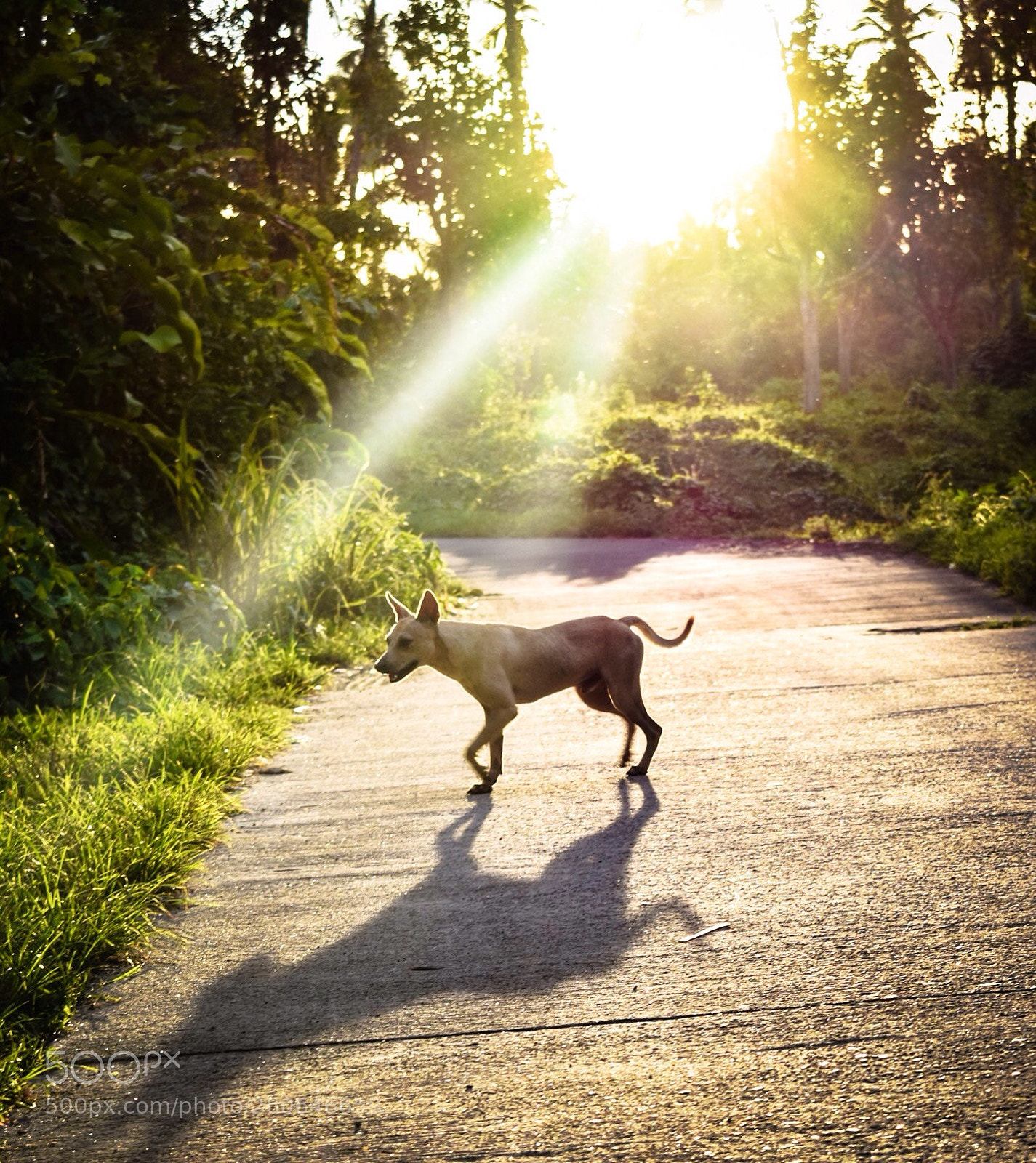 Nikon D3400 sample photo. Stray dog photography