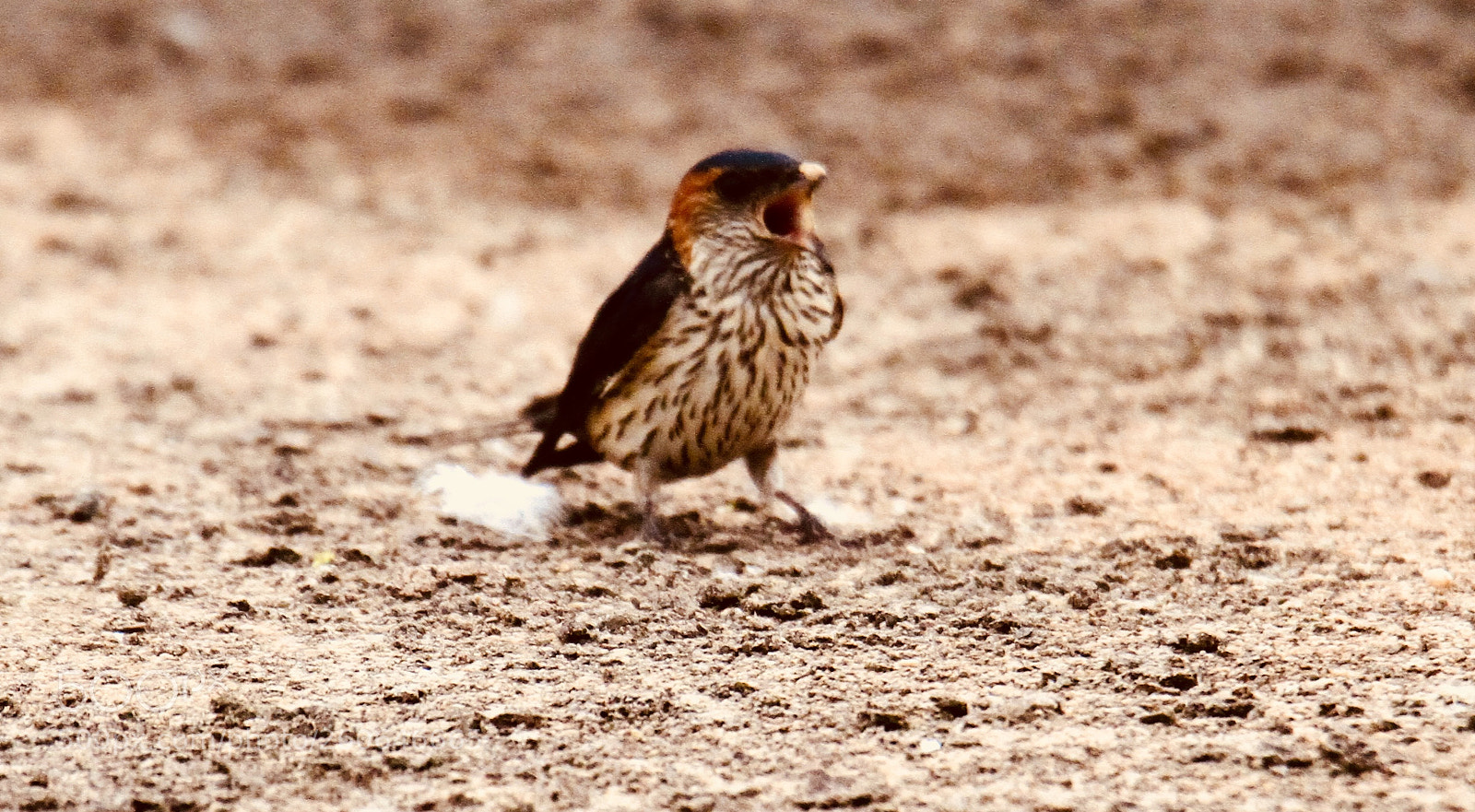 Canon EOS 7D sample photo. Collocalia；cave swiftlets photography