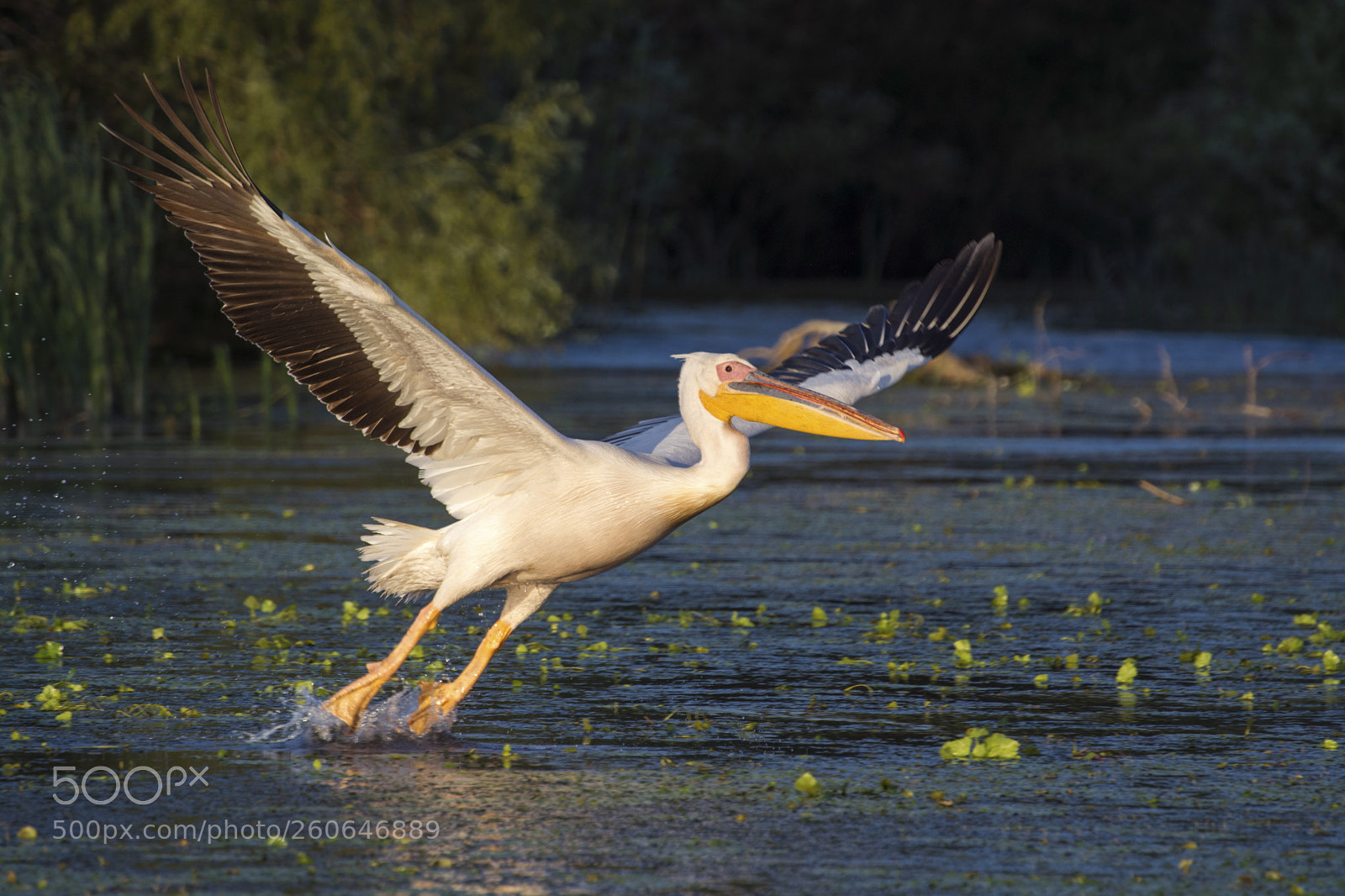 Nikon D7100 sample photo. Pelican - delta dun photography