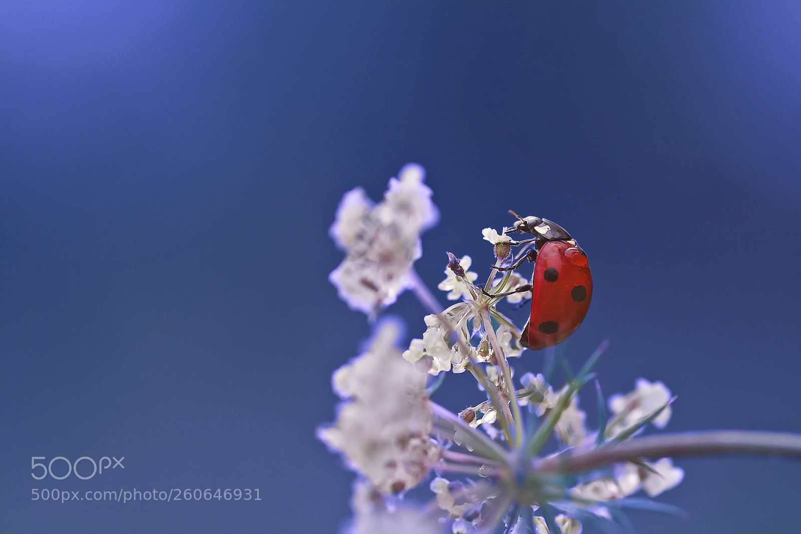 Canon EOS 1000D (EOS Digital Rebel XS / EOS Kiss F) sample photo. Ladybug photography