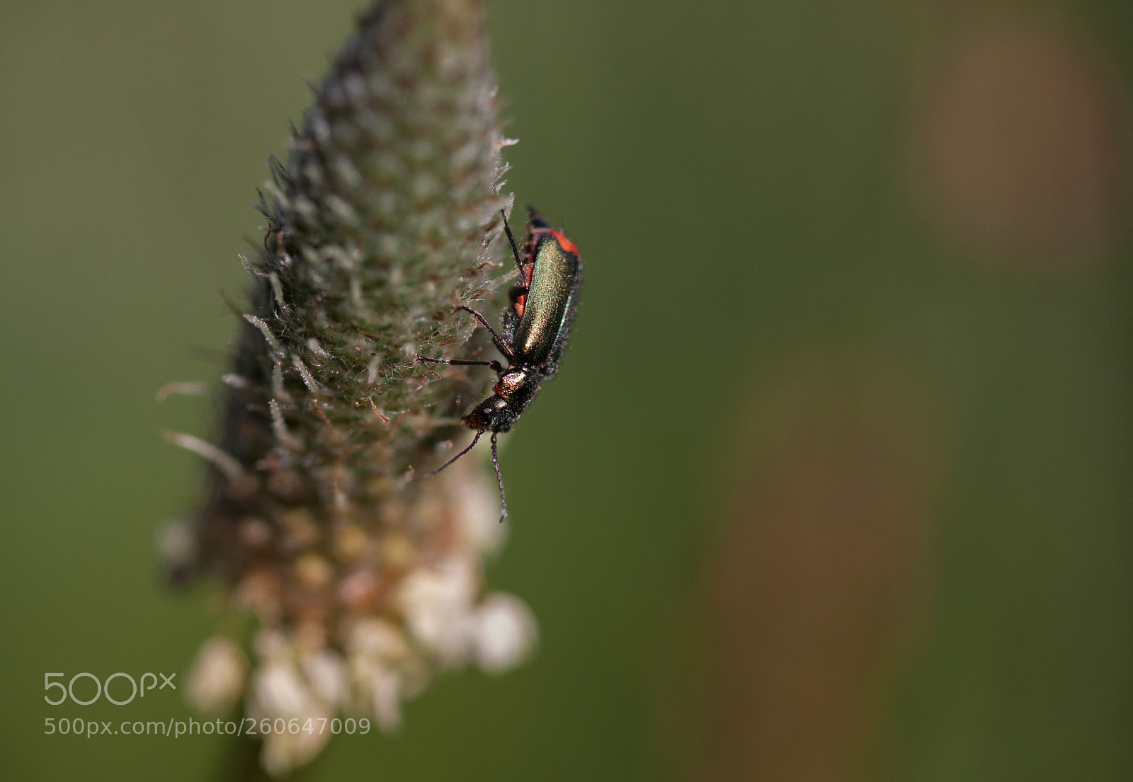 Canon EOS 50D sample photo. Common malachite beetle photography