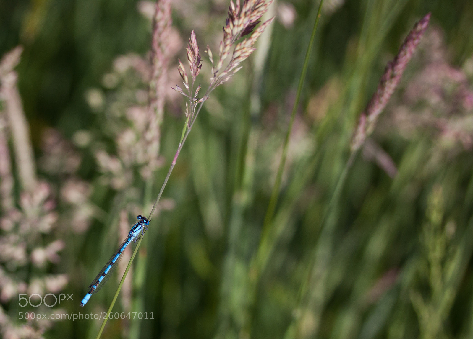 Canon EOS 50D sample photo. Male common blue damselfly photography