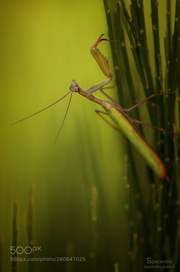 Nikon D5000 sample photo. Praying mantis photography