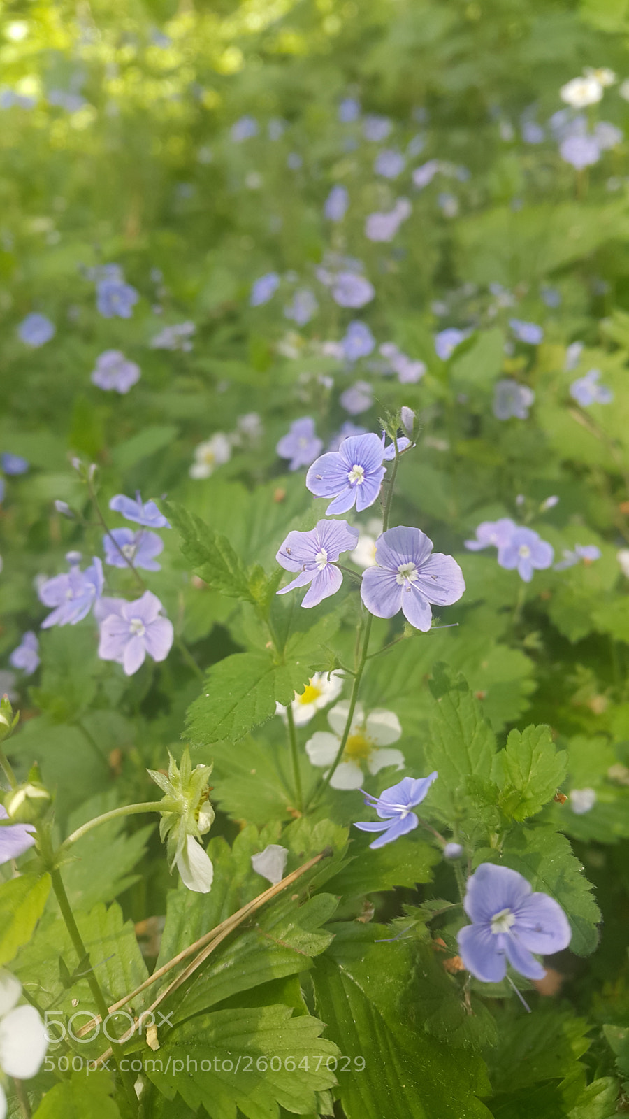 Samsung Galaxy Note4 sample photo. Untitled photography