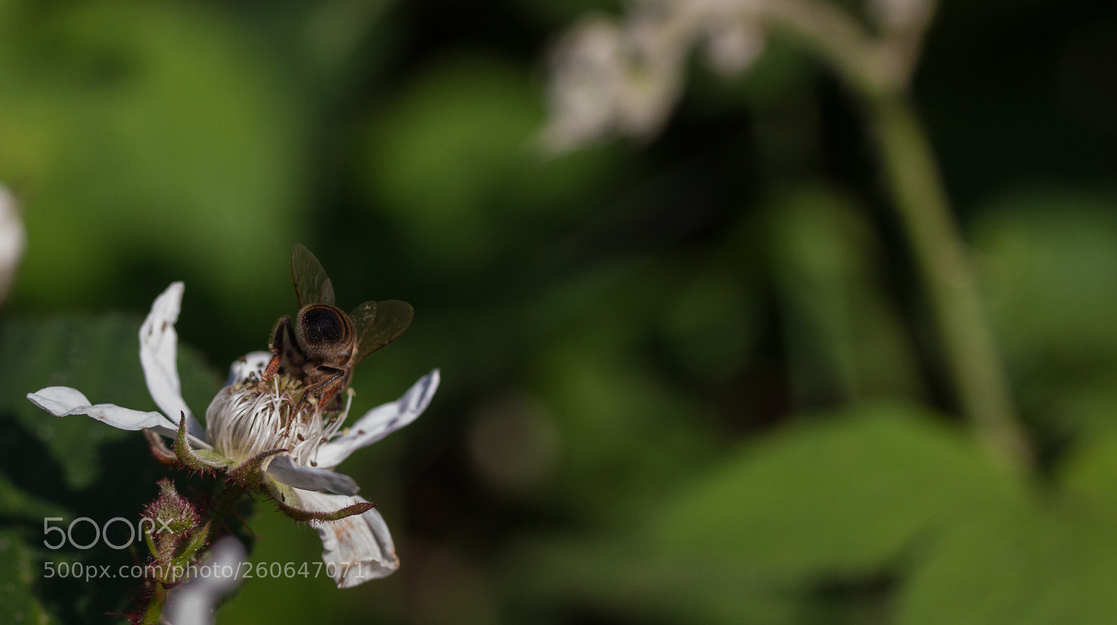 Canon EOS 50D sample photo. Bum-ble bee photography