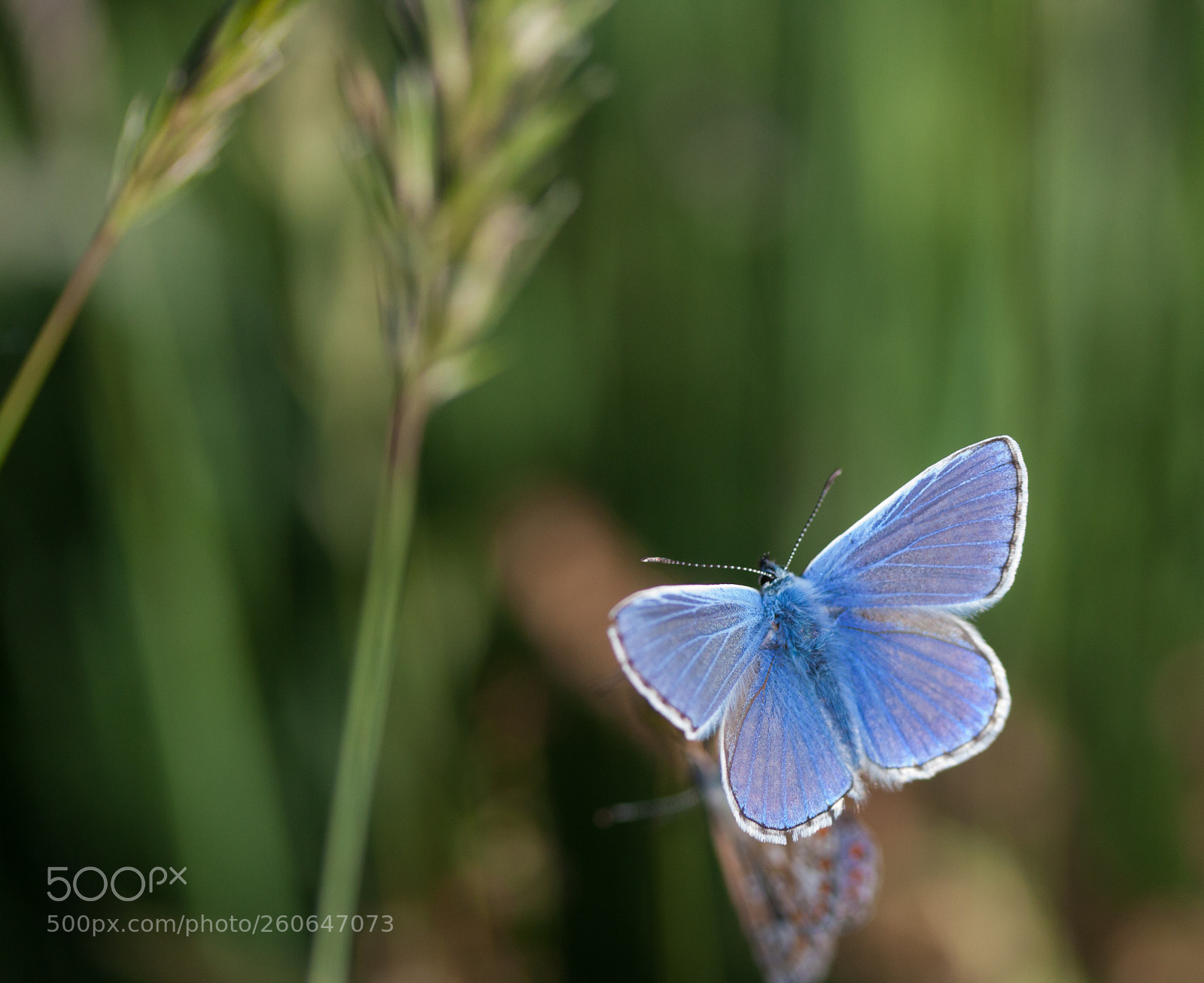 Canon EOS 50D sample photo. Common blue butterfly photography