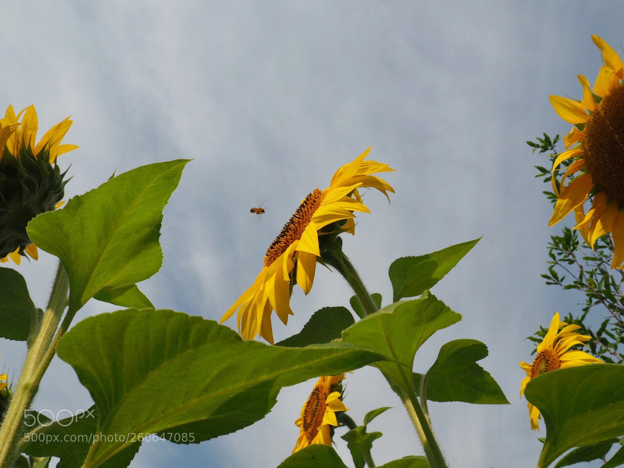 Olympus OM-D E-M10 sample photo. Sunflower photography