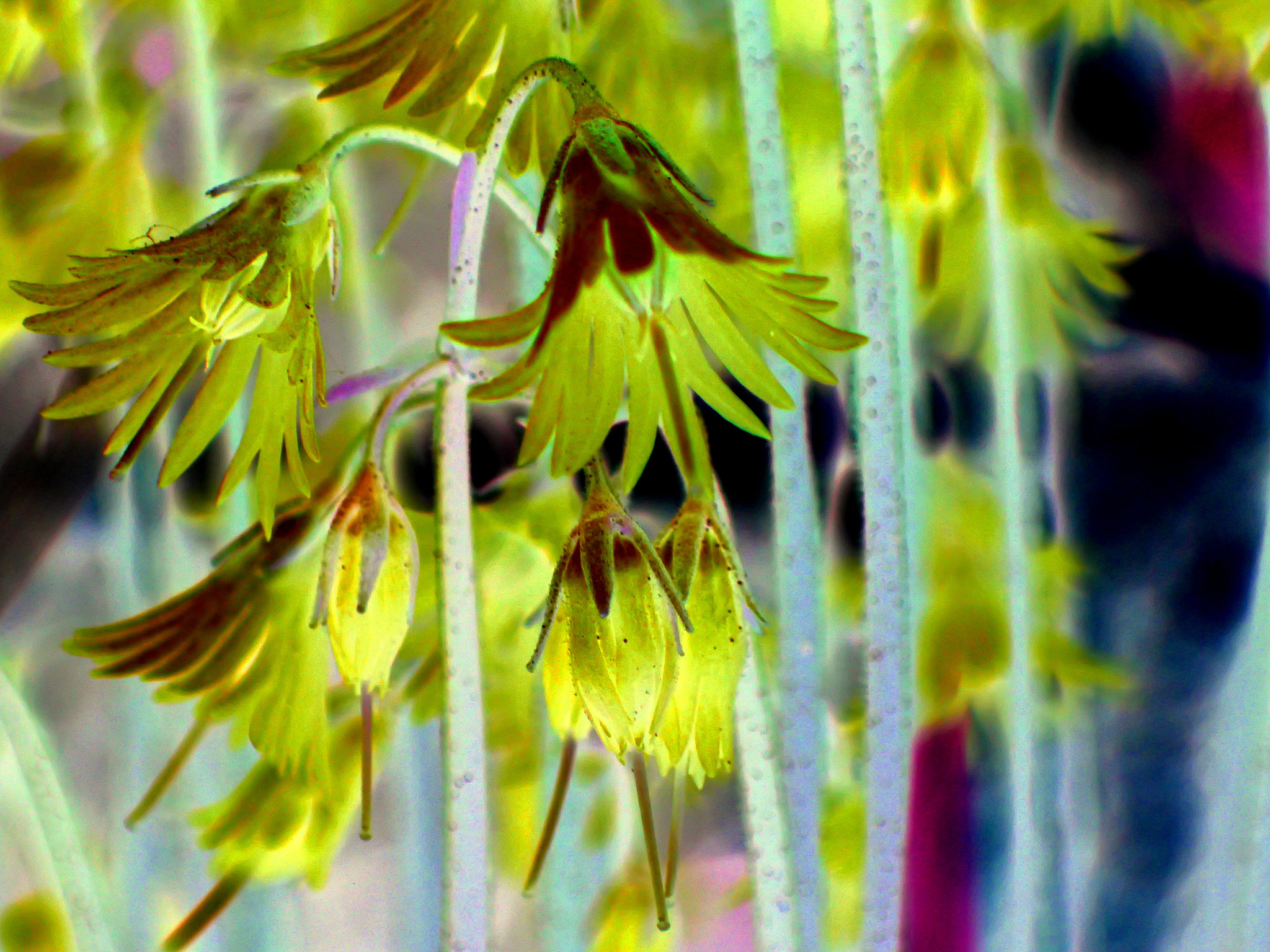 Olympus TG-3 sample photo. Green bells photography