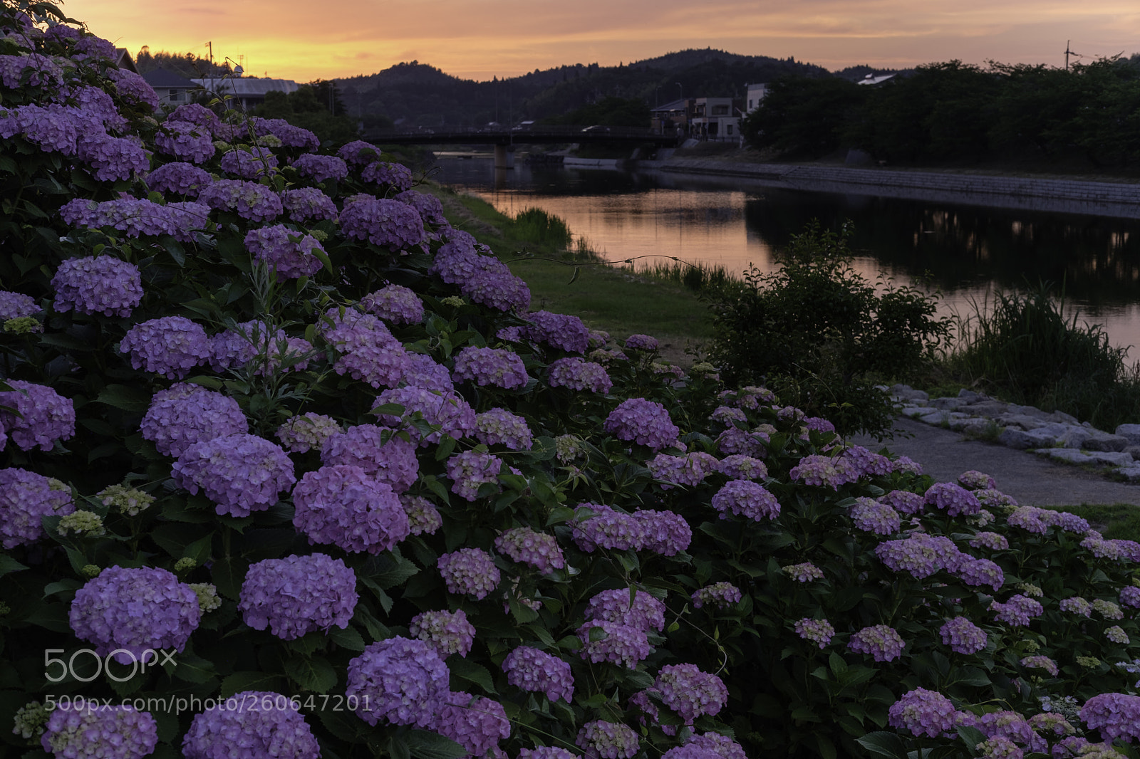 Fujifilm X-Pro2 sample photo. The hydrangea blooms in photography