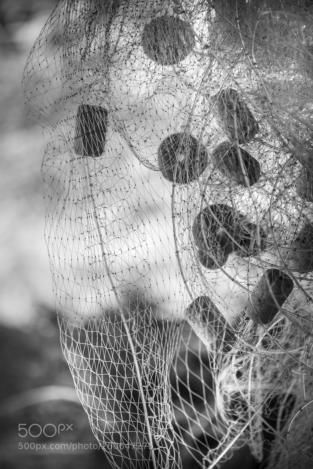 Nikon D800 sample photo. Fishnet photography