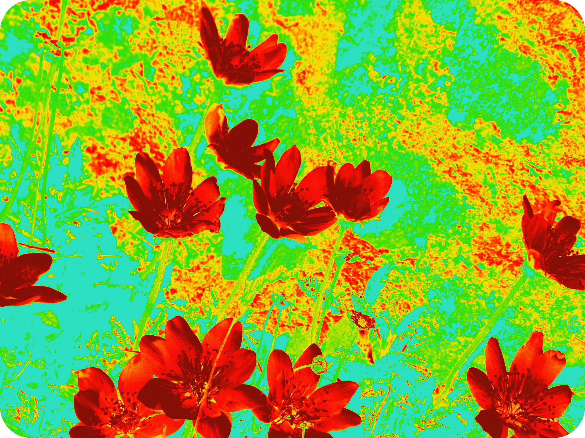 Olympus TG-3 sample photo. Granny tapestry photography
