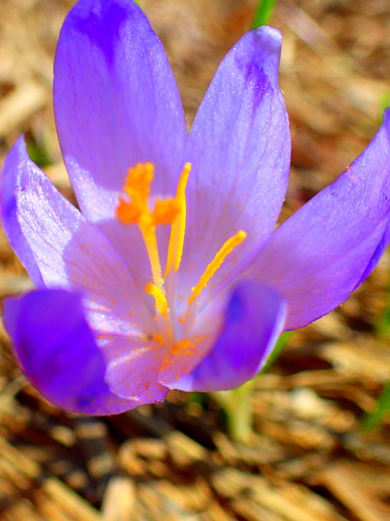 Olympus TG-3 sample photo. Crocus photography