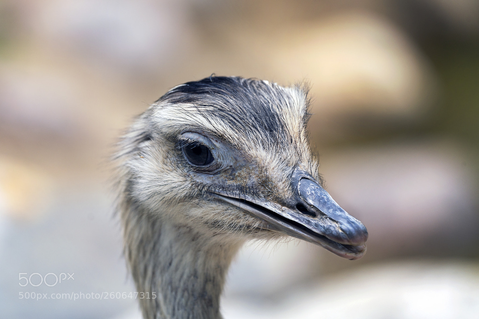 Sony a7R III sample photo. Curious ostrich photography