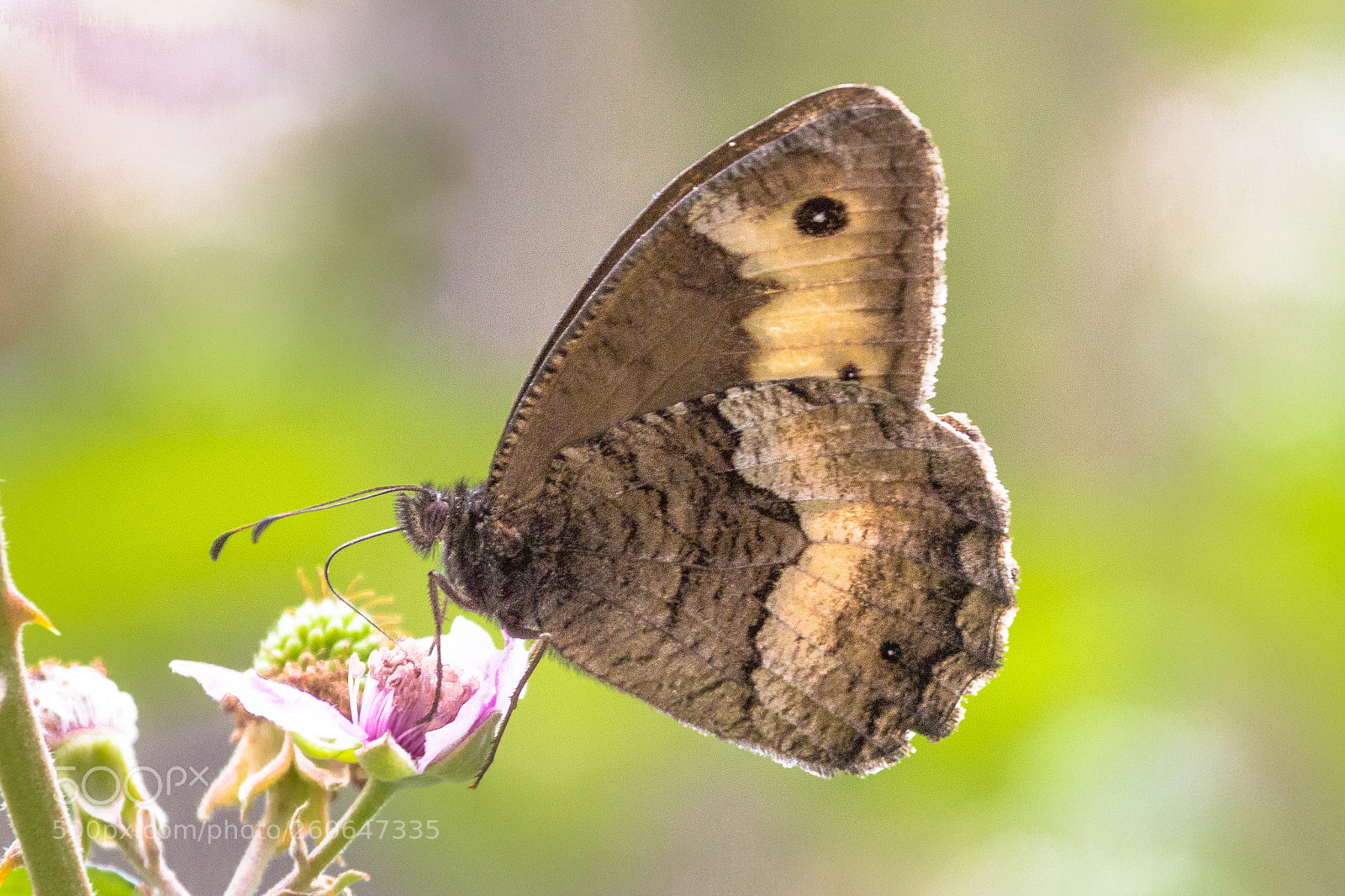 Canon EOS 60D sample photo. Butterfly photography
